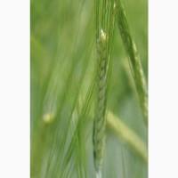Насіння ярого ячменю Вільма 1 репродукція