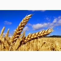 Пропонуємо портії зерна на умовах FCA або DDP///We offer grain portions on FCA or DDP term