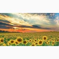 Пропонуємо портії зерна на умовах FCA або DDP///We offer grain portions on FCA or DDP term