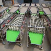 Сортувально-калібрувальна машина для овочів та фруктів STvega Sorting H2000