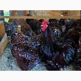 Інкубаційне яйце, курчата, Орпінгтон фарфоровий, спліш, блакитний. Оплід хороший