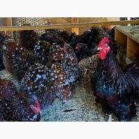 Інкубаційне яйце, курчата, Орпінгтон фарфоровий, спліш, блакитний. Оплід хороший