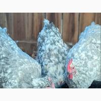 Інкубаційне яйце, курчата, Орпінгтон фарфоровий, спліш, блакитний. Оплід хороший