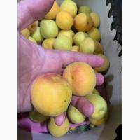 Диня Киркигач Турція кавун без кісточки
