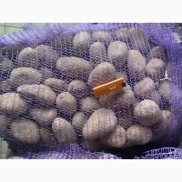 Продам товарну картоплю, сорт Прадо
