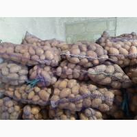 Продам картоплю товарну