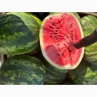 Продам кавун оптом