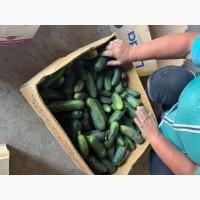 ПРОДАМ огурец