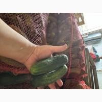ПРОДАМ огурец