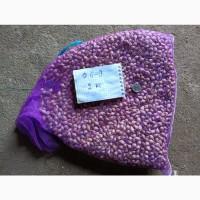 Продам ОДНОЗУБКУ часника сорту Любаша