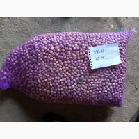 Продам ОДНОЗУБКУ часника сорту Любаша