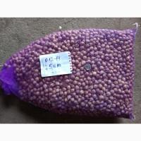 Продам ОДНОЗУБКУ часника сорту Любаша