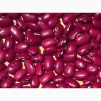 Квасоля Біла кругла, Шоколадниця, Солдатик, Ліма та ін