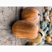 Продам гарбуз