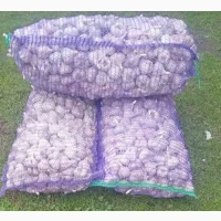 Продам часник, сорт ЛЮБАША