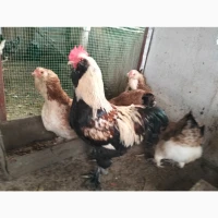 Продам інкубаційне яйце фаверолей