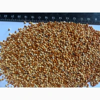 Продам Просо Біле+Червоне