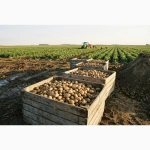 Продаж картоплі середньої та крупної фракції Житомирська обл