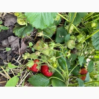Продам 8 га земли біля Дніпра