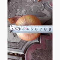 Продам цибулю Штутгард на перо