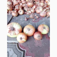 Продам цибулю Штутгард на перо