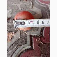 Продам цибулю Штутгард на перо
