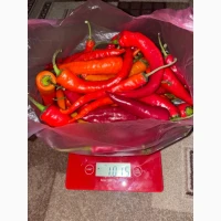 Перець Чилі