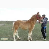 Продам Тяжеловозную кобылку