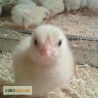 Продам инкубационное яйцо бройлера КОББ500