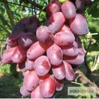 Продам саженцы винограда столовых и технических сортов