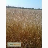 Продам яре тритікале сорт Дар хліба еліта, харківської селекції