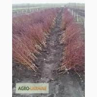 Продам саженцы персика разных сортов