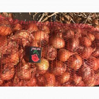 Продам лук Штутгартен Ризен на перо
