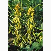 Куплю сою якість по ДСТУ