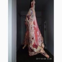 Купим полутуши корова бык и лошади ДОРОГО