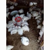 Оптовая продажа бройлера живым весом