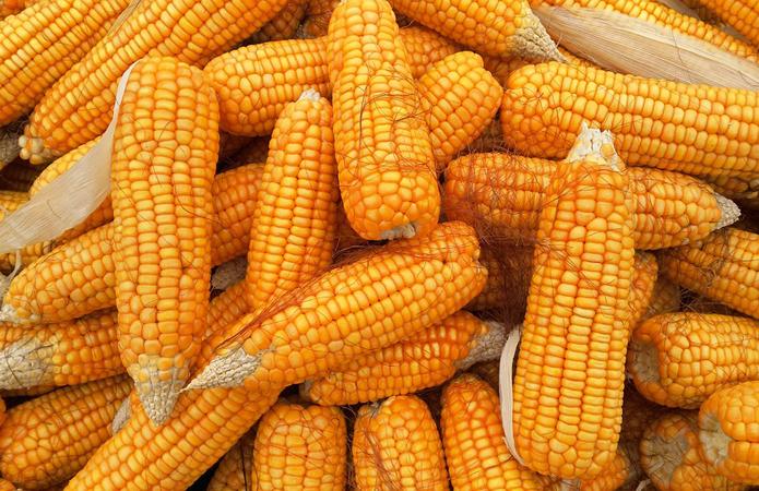 Маю покупців зернових зернобобових та масленичних культур. З елеваторів та хозяйств