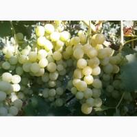 Продам саженцi та черенки винограда