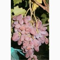 Продам саженцi та черенки винограда