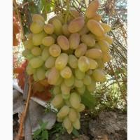 Продам саженцi та черенки винограда