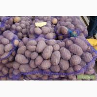 Продам Картофель сорт Бела Роса