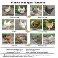 Продам инкубационное яйцо от курей цветной Геркулес