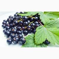 Куплю свежую СМОРОДИНУ (оптом) дорого