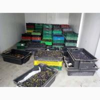 Продам чорницю