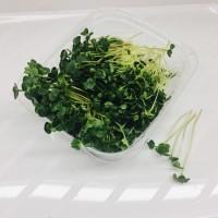 Продам зелень микрогрин и обычная