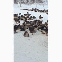 Продам інкубаційні гусячі яйця порода велика сіра