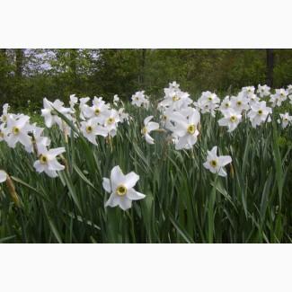 Продам саженцы нарциссов