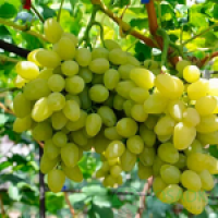 Самые крупные привитые сорта винограда
