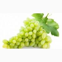 Продам Виноград Кишмиш