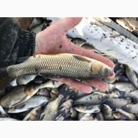 Продам зарибок( однорічка, дворічка, товарна) карп, білий амур, товстолоб( гібрид ), окунь